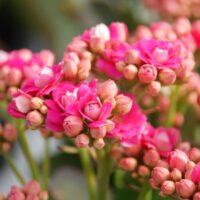 Closeup of Pink Kalanchoe Flowers