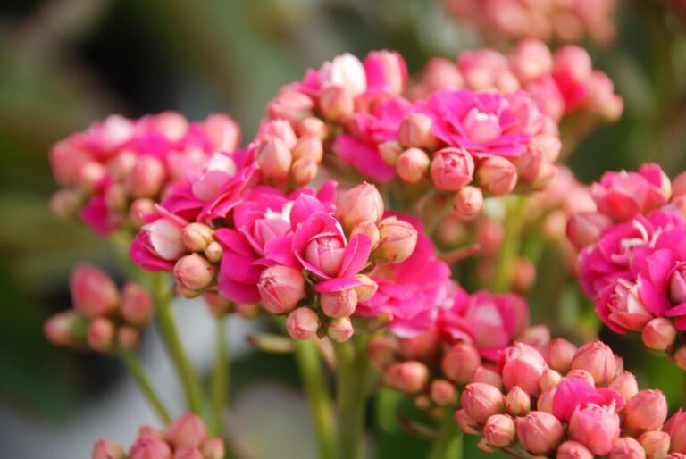 Closeup of Pink Kalanchoe Flowers