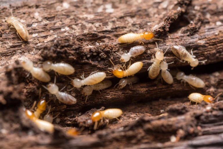 Closeup of Termites on Piece of Wood