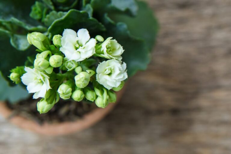 Closeup of White Kalanchoe Flowers Starting to Bloom