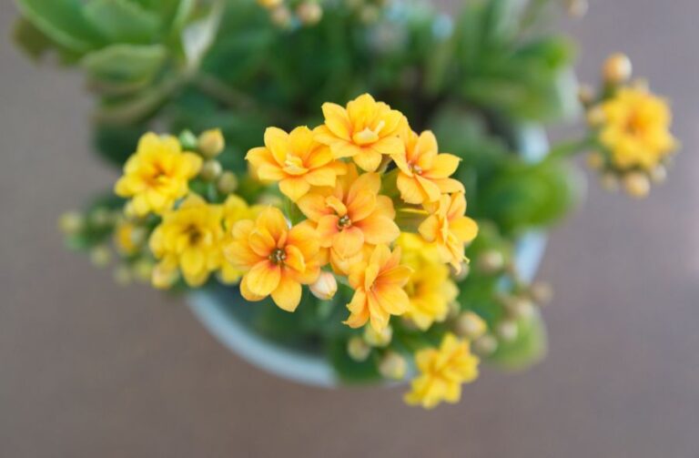 Closeup of Yellow Flowers on a Kalanchoe