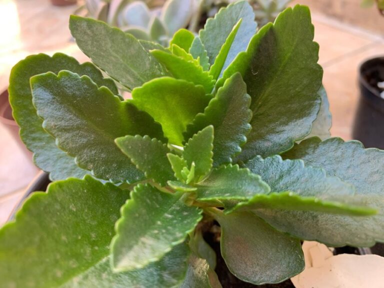 Closeup of a Kalanchoe With No Visible Flowers