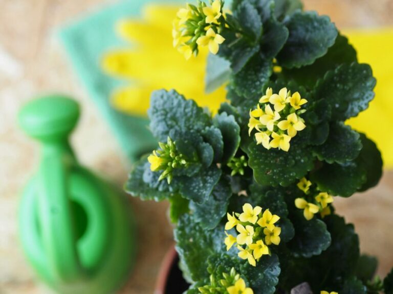 Closeup of a Small, Yellow Kalanchoe