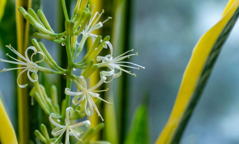 Closeup of the Flowers on a Snake Plant