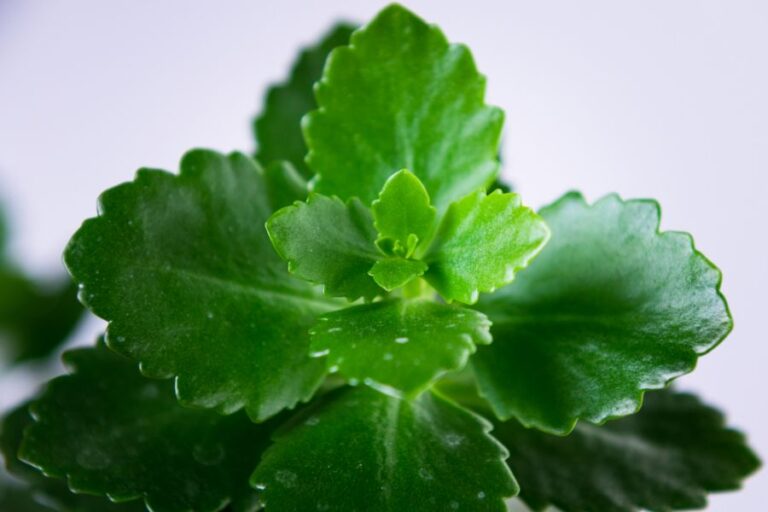 Closeup of the Leaves of a Kalanchoe