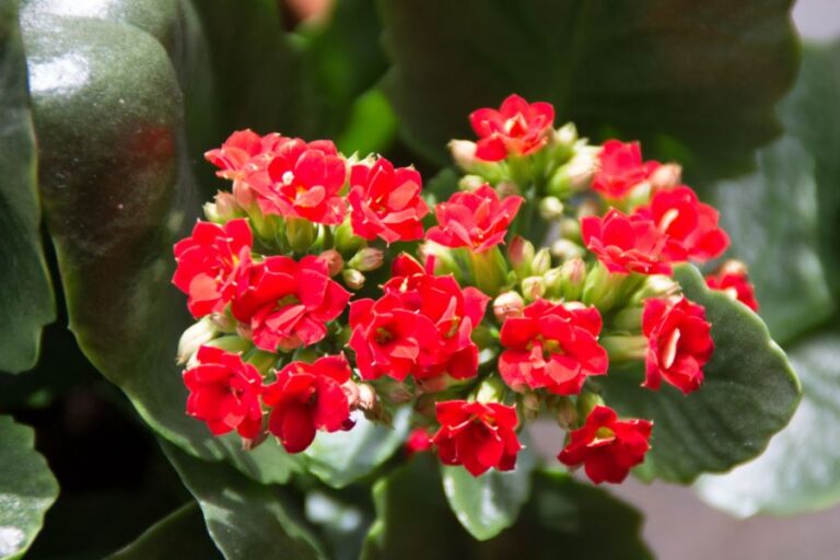 Closeup of the Red Flowers on a Kalanchoe