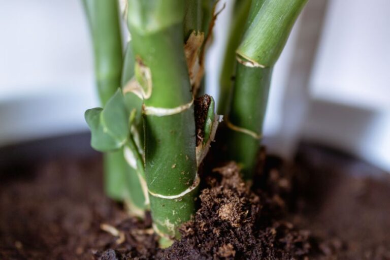 Closeup of the Stem and Rhizome of a Dieffenbachia in a Pot