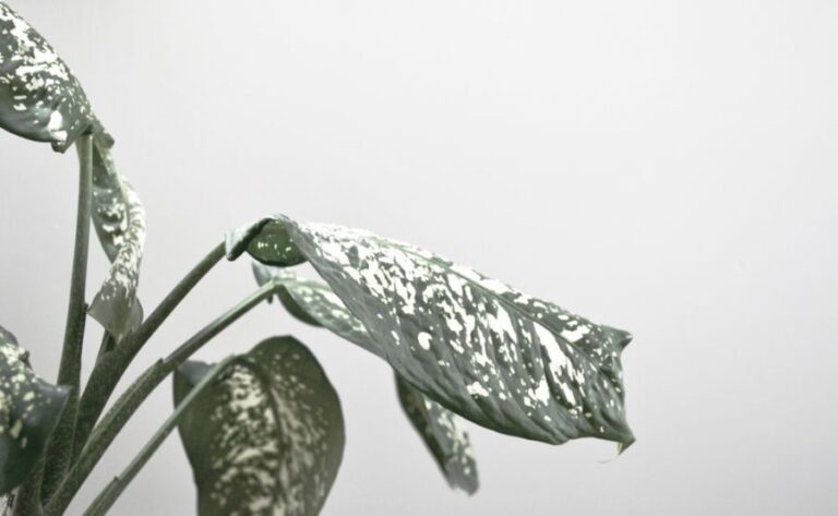 Color Faded Picture of a Drooping Dieffenbachia