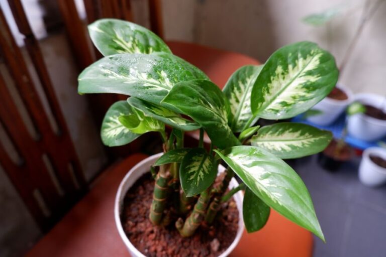 Dieffenbachia Growing in a Pot on a Chair