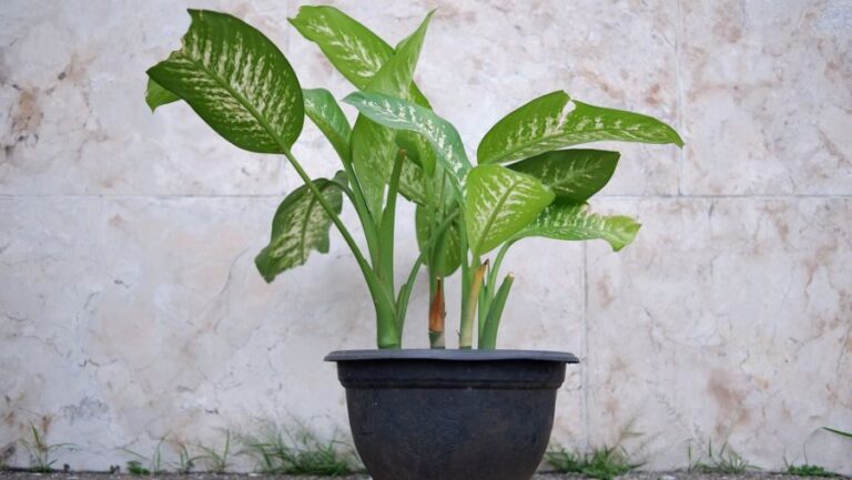 Dieffenbachia With Broken Leaves in Black Pot