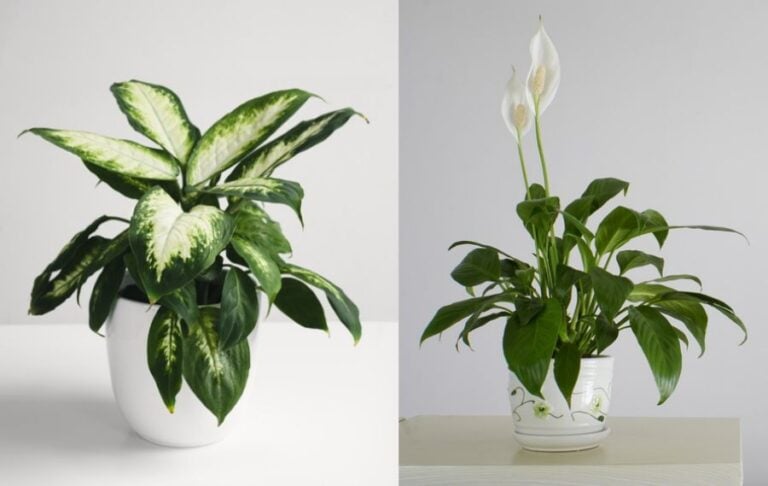 Dieffenbachia vs Peace Lily