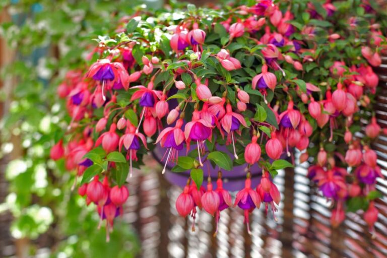 Fuchsia Plant Growing in a Pot in the Backyard
