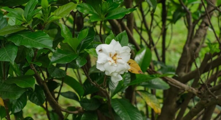 Gardenia Bloom With Yellowing Leaf