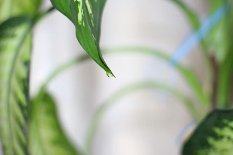 Guttation of a Dieffenbachia Causing Dripping From its Leaf From Overwatering