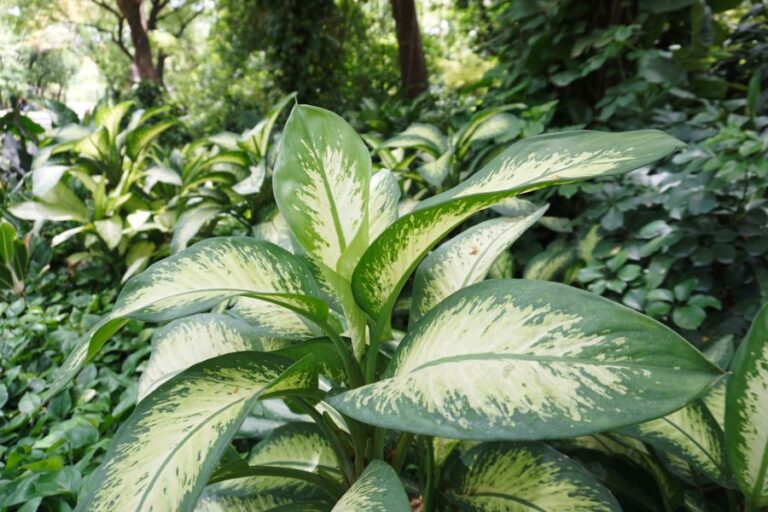 Healthy Dieffenbachia Growing in a Lush Garden Outdoors