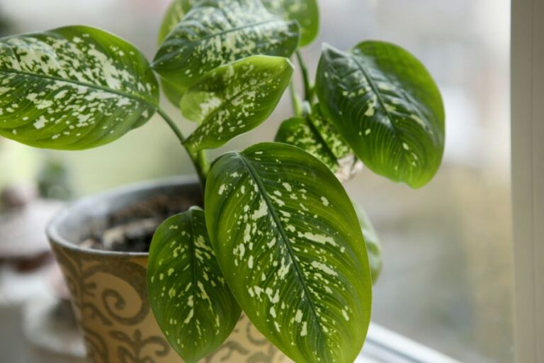 Healthy Dieffenbachia in Pot on Windowsill