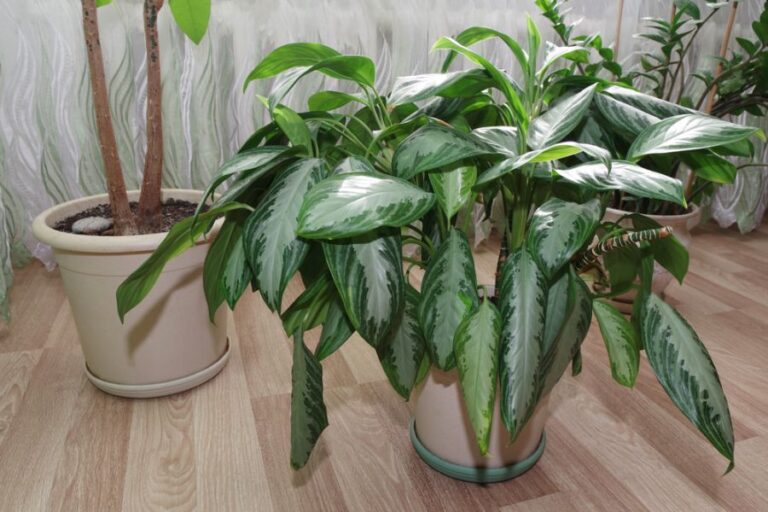 Indoor Potted Dieffenbachia With Curling Leaves