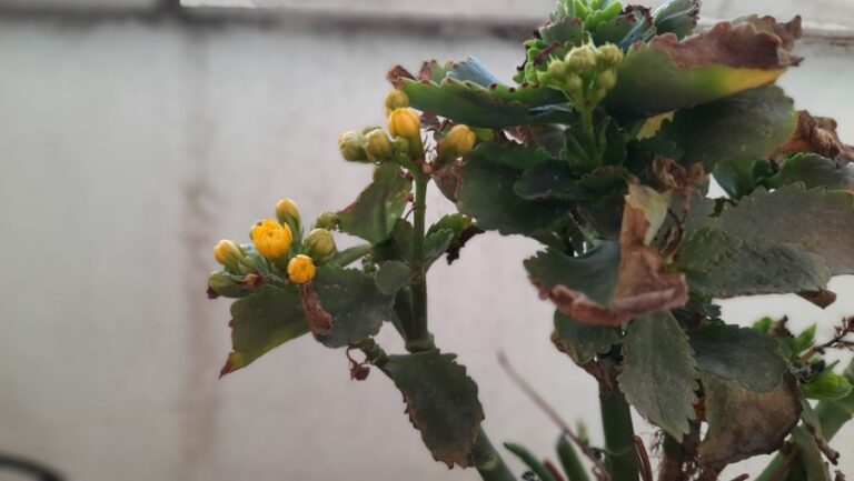 Kalanchoe With Brown and Yellow Leaves Sprouting Flowers