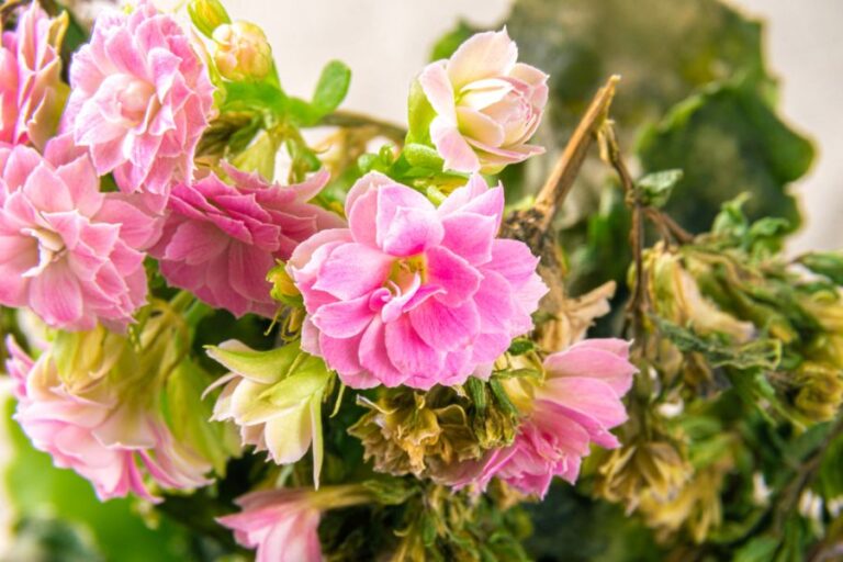 Last Pink Flowers on a Dying Kalanchoe