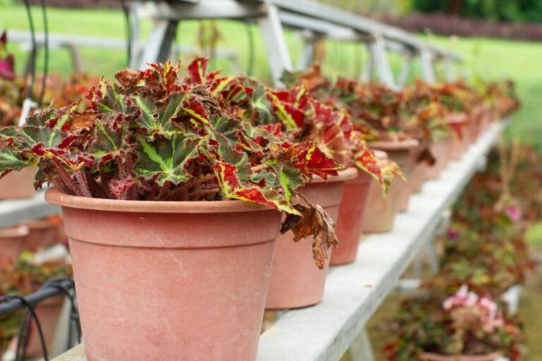 Leaves of Begonia Dainty Lady With a Few Brown Leaves