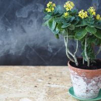 Leggy Yellow Kalanchoe on a Table Against a Chalkboard Background