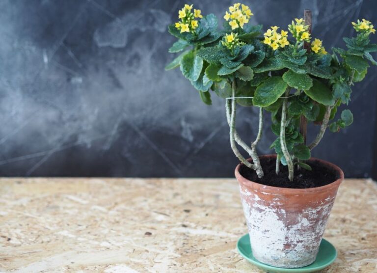 Leggy Yellow Kalanchoe on a Table Against a Chalkboard Background