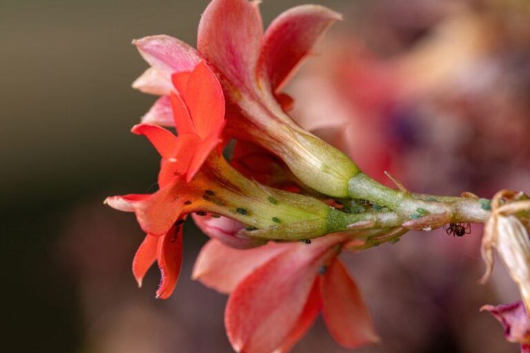 Many Aphids on the Flowers of a Kalanchoe
