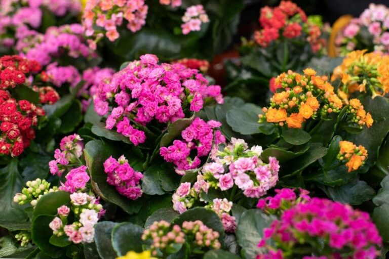 Many Colors of Kalanchoe Blooming Together