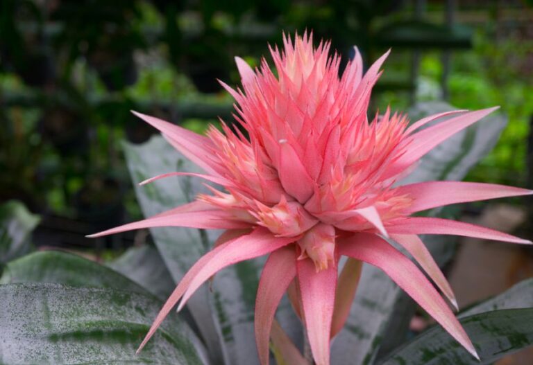 Pink Bromeliad Blooming in Garden
