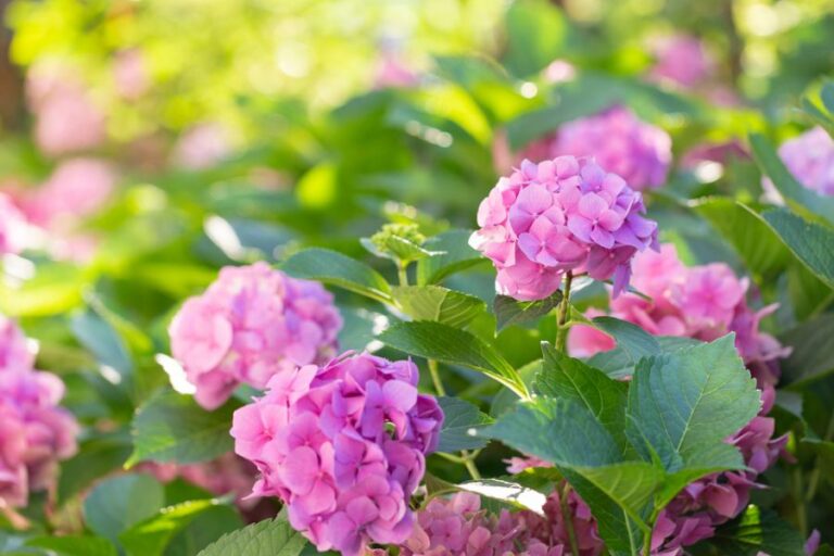 Pink Hydrangeas Blooming in the Garden