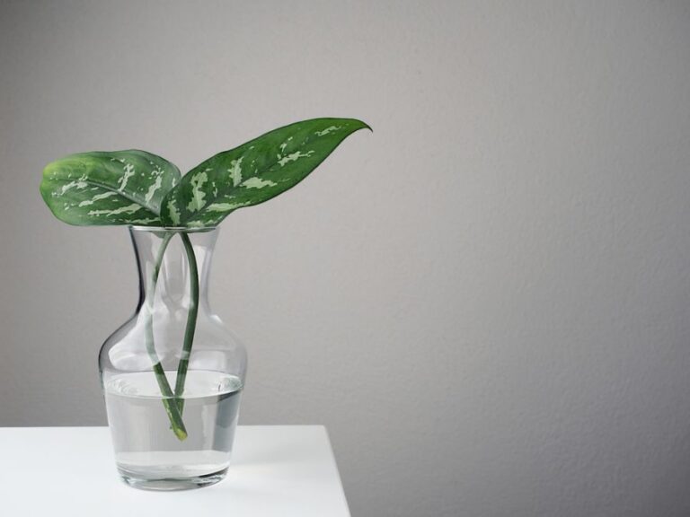 Propagating Two Leaves of a Dieffenbachia in a Vase on a Table