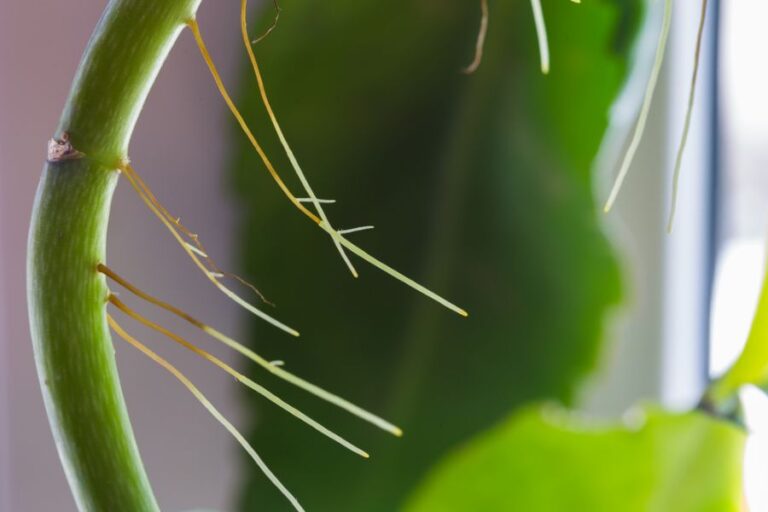 Roots Growing From the Stem of a Kalanchoe