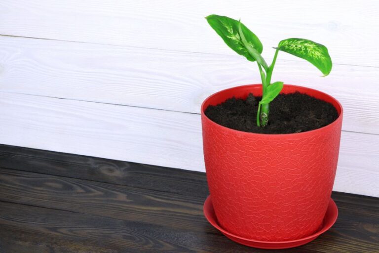 Small Dieffenbachia Plant in a Red Pot