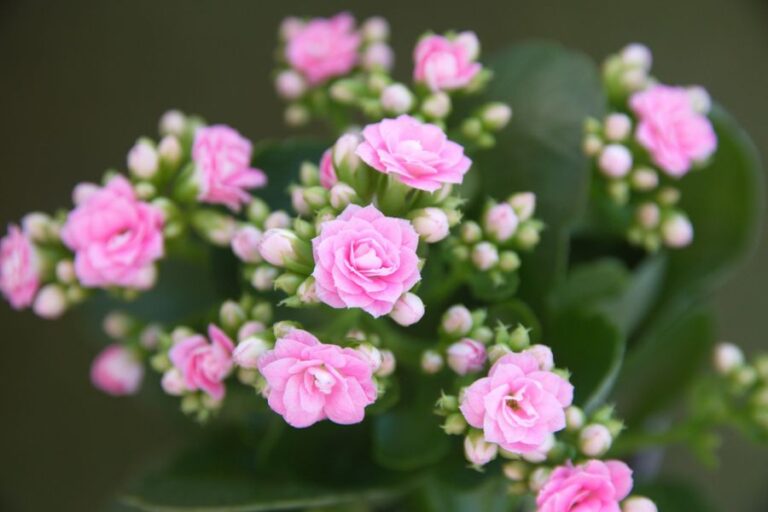 Soft Pink Flowers on a Kalanchoe Plant
