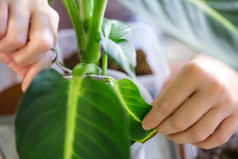Spring Pruning of an Indoor Dieffenbachia