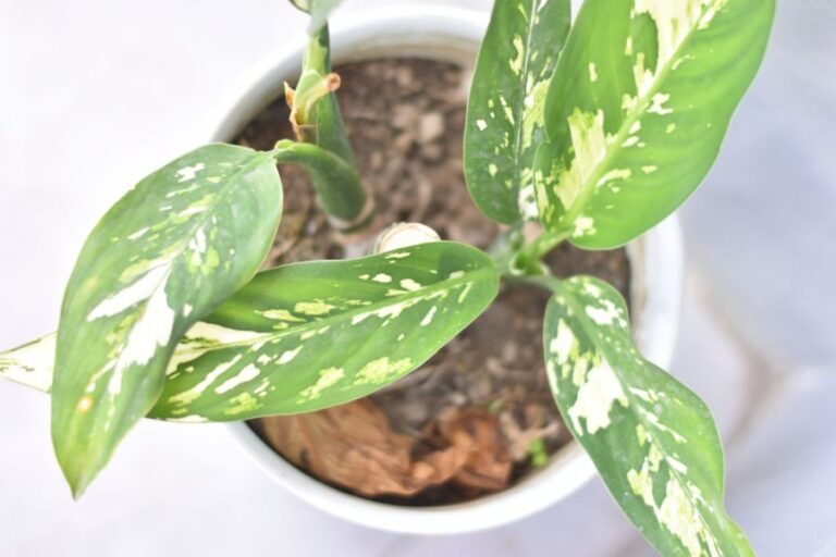 Top Down View of Dieffenbachia Losing Its Leaves