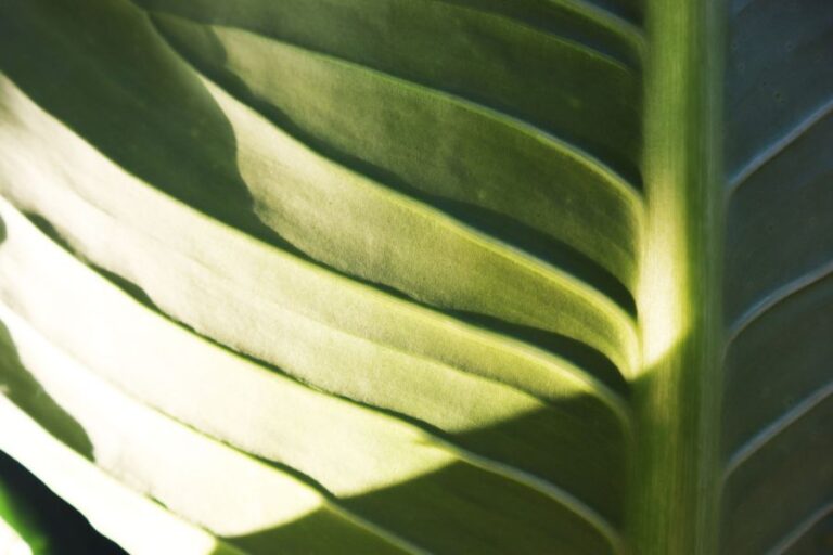 Underside of a Healthy Dieffenbachia Leaf