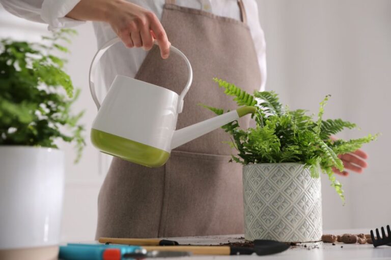 Watering a Boston Fern on a Table With a Watering Can
