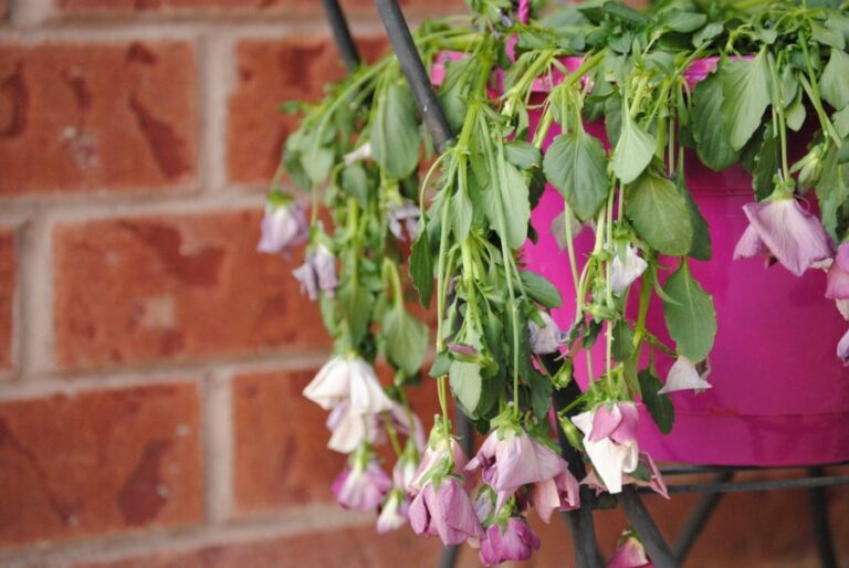 Wilted Pansies in a Pink Pot