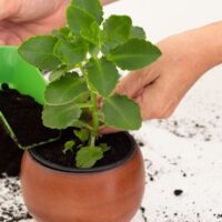 Woman Repotting Kalanchoe With a Green Scoop
