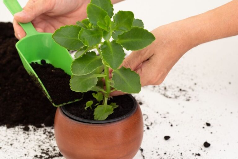 Woman Repotting Kalanchoe With a Green Scoop