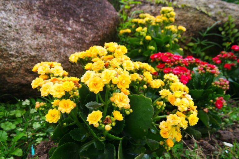 Yellow and Pink Kalanchoes Planted Outdoors