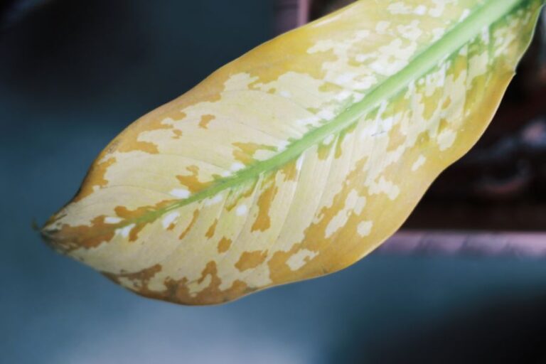 Yellowing Leaf on a Dieffenbachia