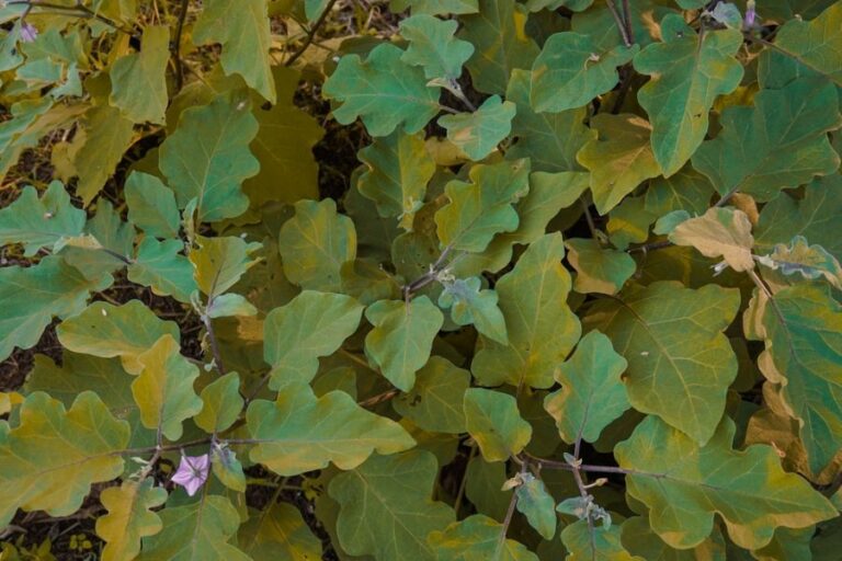 Yellowing Leaves of an Eggplant Vine in a Field