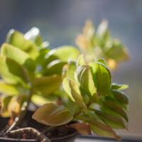 Yellowing and Overwatered Kalanchoe Leaves