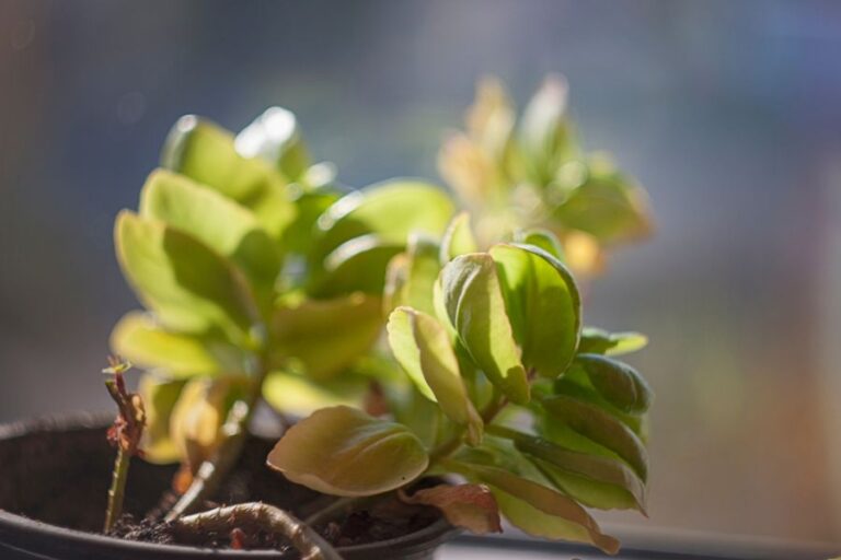Yellowing and Overwatered Kalanchoe Leaves