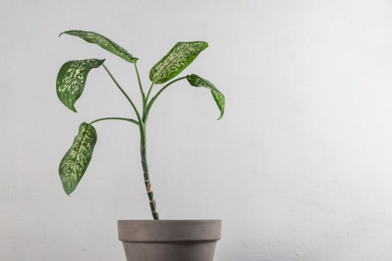 Young Dieffenbachia With Long Stem and Few Leaves