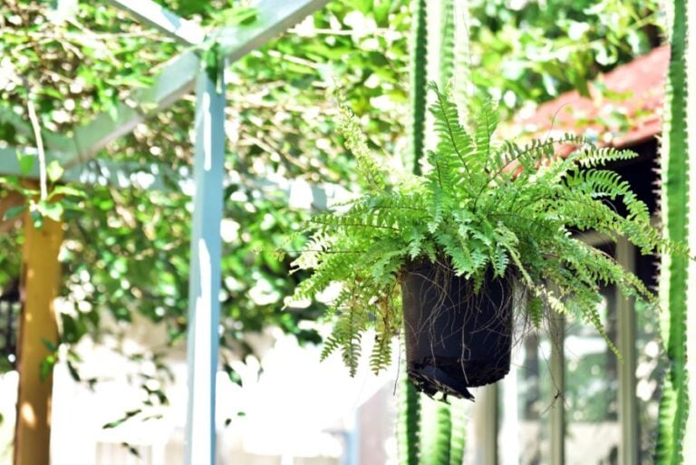 Boston Fern That is Losing Leaves in a Black Hanging Pot