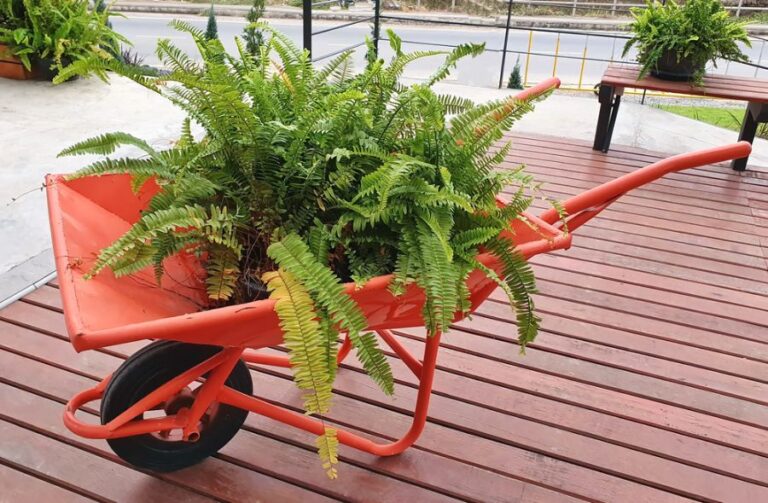 Boston Fern With Yellowing Leaves in a Red Wheelbarrow
