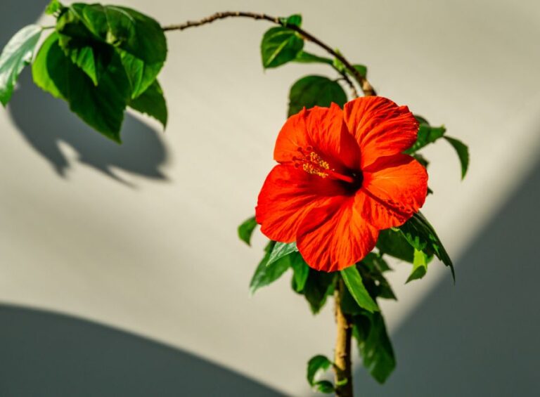 Bright Red Hibiscus Bloom Against a Gray Wall
